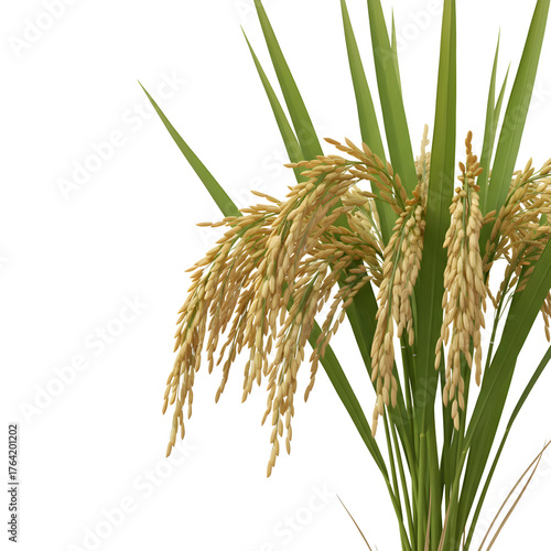 Rice Plant with Golden Grains Isolated on transparent Background