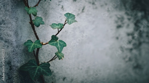 Climbing green vine grows vertically along a textured, weathered gray surface.