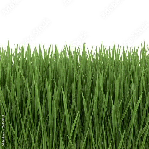 Fresh Green Grass Border Isolated on transparent Background