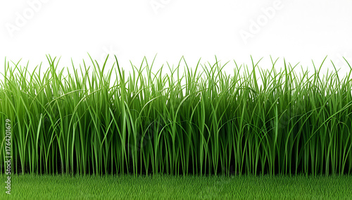 Fresh Green Grass Border Isolated on transparent Background