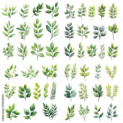 Watercolor floral set of green leaves, greenery, isolated on a transparent background