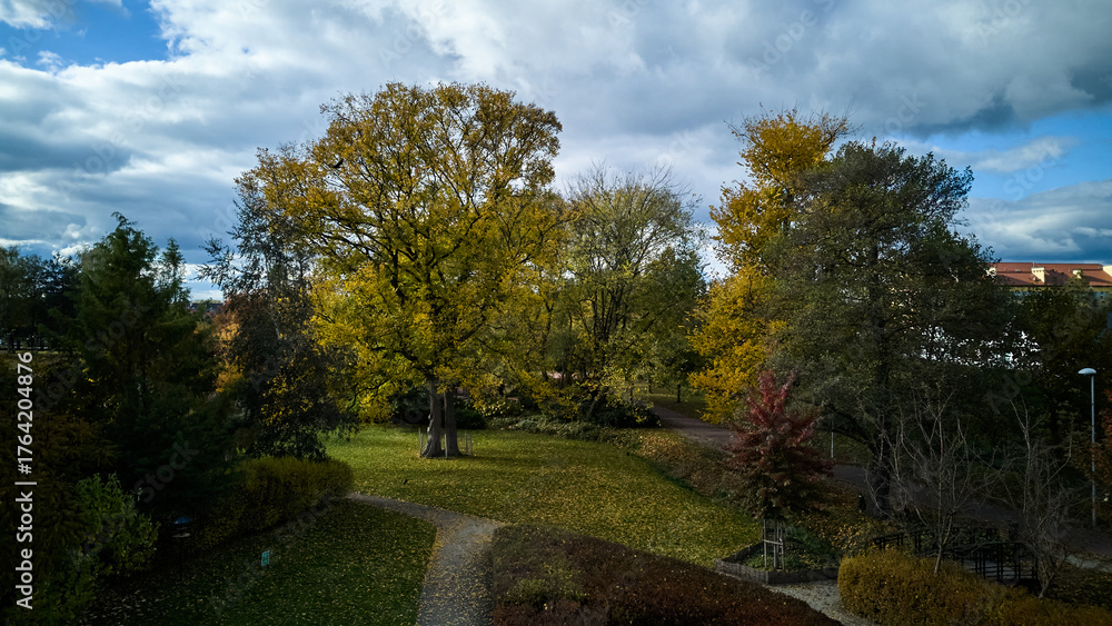 Fototapeta premium sunlit oak on winding path, bright sunlight highlights vibrant fall colors of oak tree on scenic