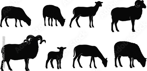 Sheep and lamb silhouettes in various poses, grazing standing horned rams, farm animal illustration, livestock agriculture design, cad drawing flat vector illustration