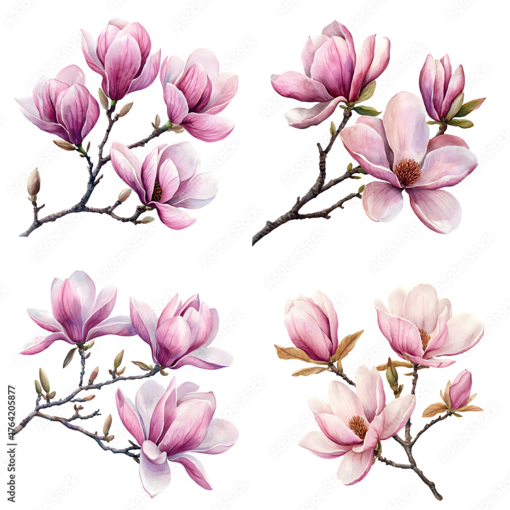 Obraz premium Watercolor magnolia flowers. Beautiful magnolia on a tree branch isolated on a transparent background