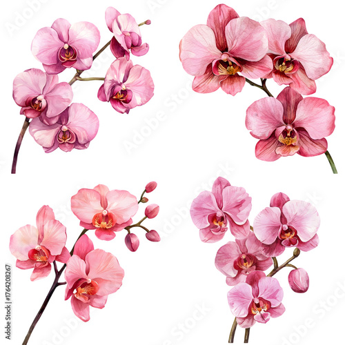 Watercolor pink orchid flowers isolated on a transparent background
