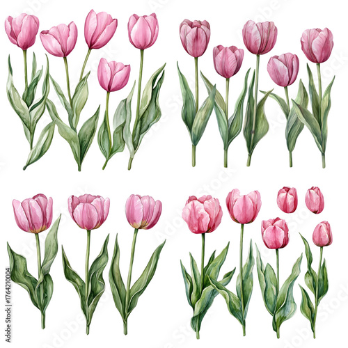 Watercolor tulips set, floral botanical illustration, hand-painted pink tulip flowers with green leaves isolated on a transparent background
