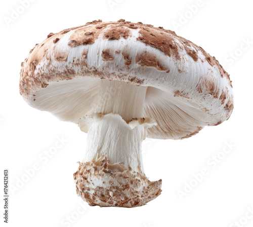 Mushroom harvesting techniques forest food natural light focus isolated on transparent background