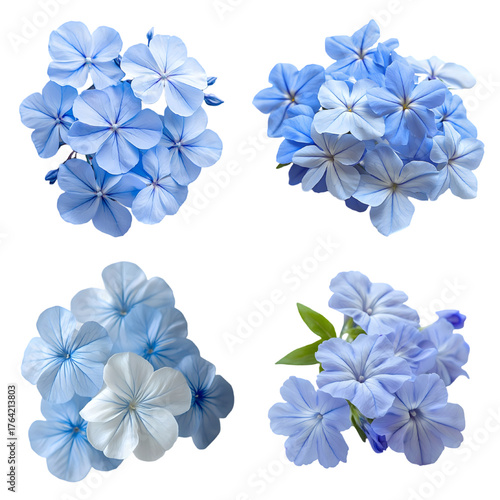 White plumbago or Cape leadwort flower. Close up small blue flower bouquet isolated on a transparent background