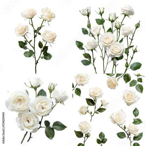 White roses isolated on a transparent background