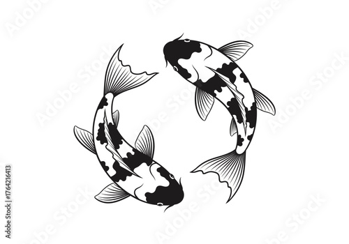 Two black and white koi fish swimming in a circular pattern
