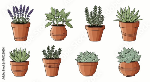 Assortment of potted herbs and succulents in terracotta pots for gardening and decoration