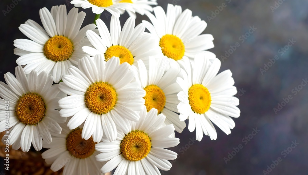 Fototapeta premium daisies on a white background