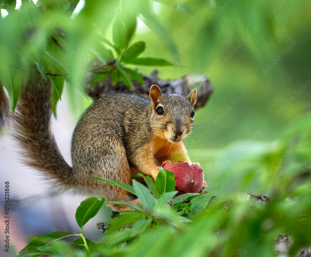 Fototapeta premium Cute and hungry little squirrel (Sciurus niger) eating peach fruit in the garden peach tree 