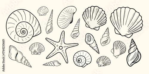 Collection of hand drawn line art seashells and starfish on a light background