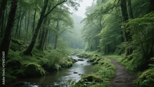 A stream winds through the forest, surrounded by lush trees and mist, showing the tranquility and natural beauty of the forest