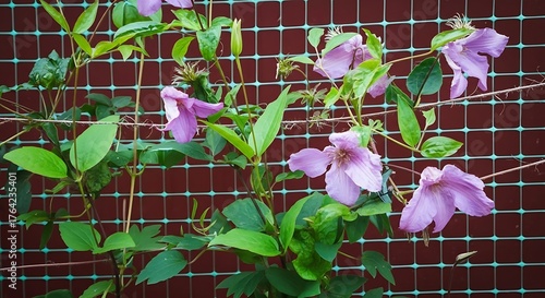 Delicate light purple flowers with green leaves climbing a trellis against a dark red background in natural light