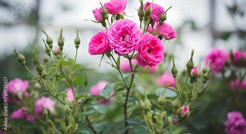 Vibrant cluster of bright pink roses blooming in a lush garden with soft green foliage and delicate flower buds
