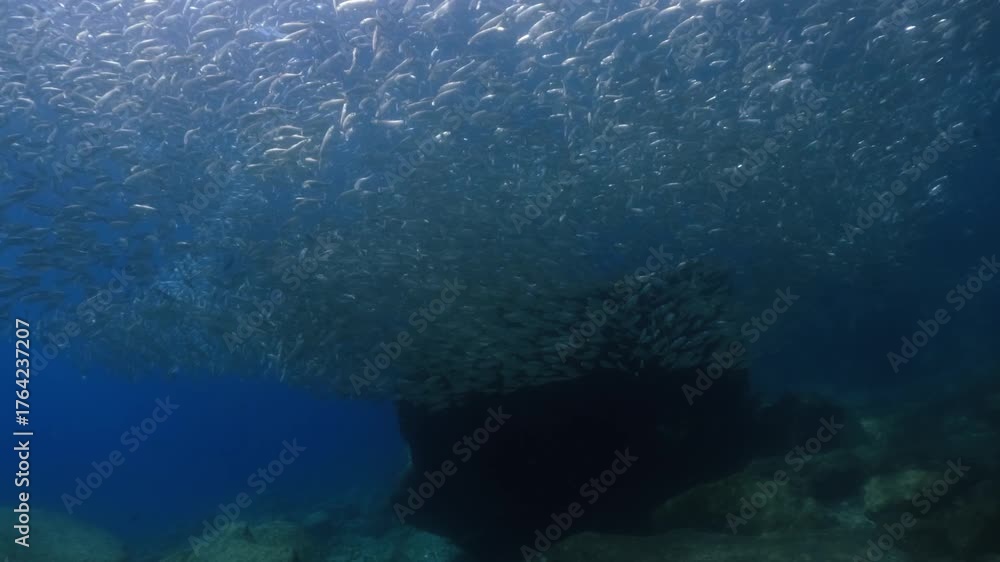 custom made wallpaper toronto digitala massive school of sardines shimmering brilliantly beneath the sunlight. The silver fish move in perfect unison just below the ocean surface, cinematic, slow motion, 4k, high resolution