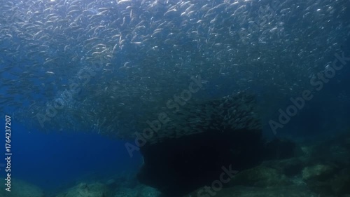 Wallpaper Mural a massive school of sardines shimmering brilliantly beneath the sunlight. The silver fish move in perfect unison just below the ocean surface, cinematic, slow motion, 4k, high resolution Torontodigital.ca