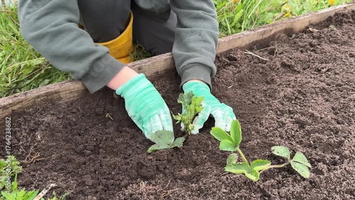Boy planting strawberry seedling in soil, concept of ecology, sustainability and protecting the environment.