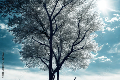 Bare tree branches reaching towards a cloudy sky