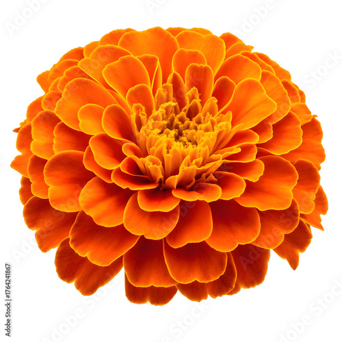 A vibrant orange marigold flower