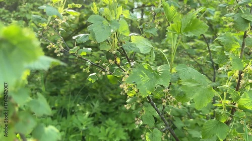 Blooming black currant bush on a spring garden background. Flowers black currant. Close-up branches currants with selective focus on a nature green background