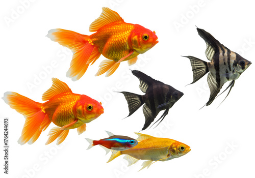 Vibrant aquarium fish swimming gracefully together