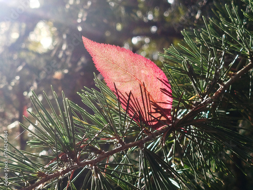 Hoja roja de árbol sobre rama de pino 