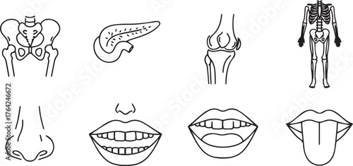 Human Anatomy Icons Skeleton Organs and Body Parts