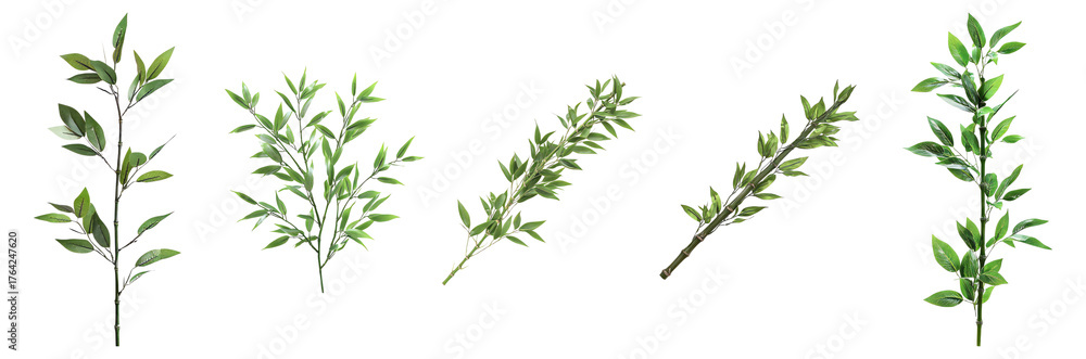 Fototapeta premium Green Leaves Collection for Natural and Organic Backgrounds, Isolated on Transparent, white background