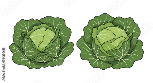 Two Fresh Green Cabbages with Lush Leaves.