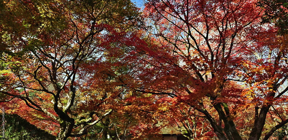 Naklejka premium Vibrant autumn leaves beautifully canopy the serene temple entrance.