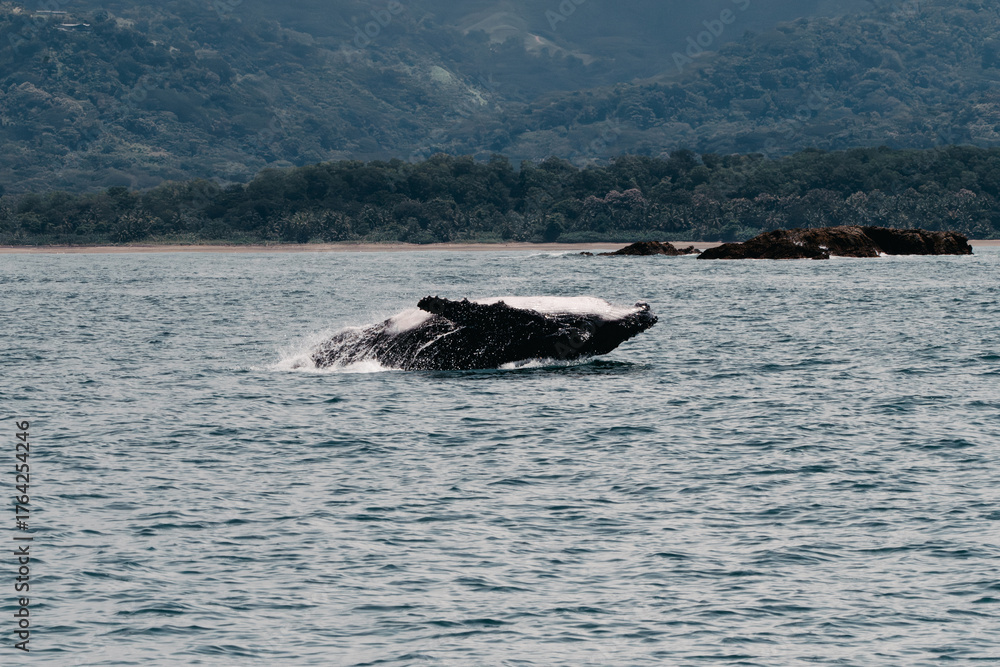 Fototapeta premium Breaching Humpback Whale Calf in Uvita, Costa Rica