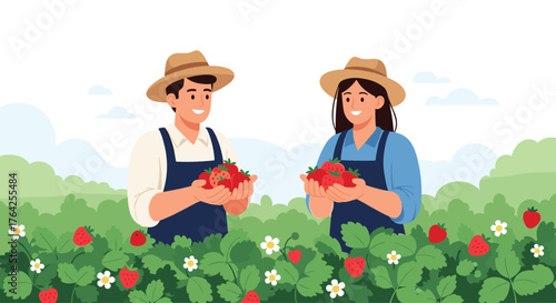 Farmers picking ripe strawberries in a field during harvest season.