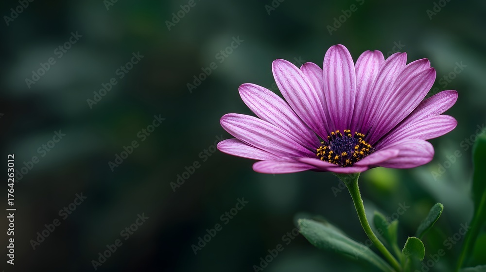 Fototapeta premium Solitary vibrant purple daisy blooms against a dark, soft background