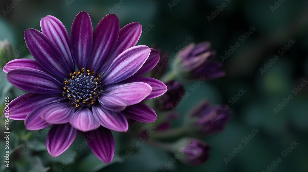 Fototapeta premium Vibrant purple composite flower displays detailed central disc and surrounding unopened buds