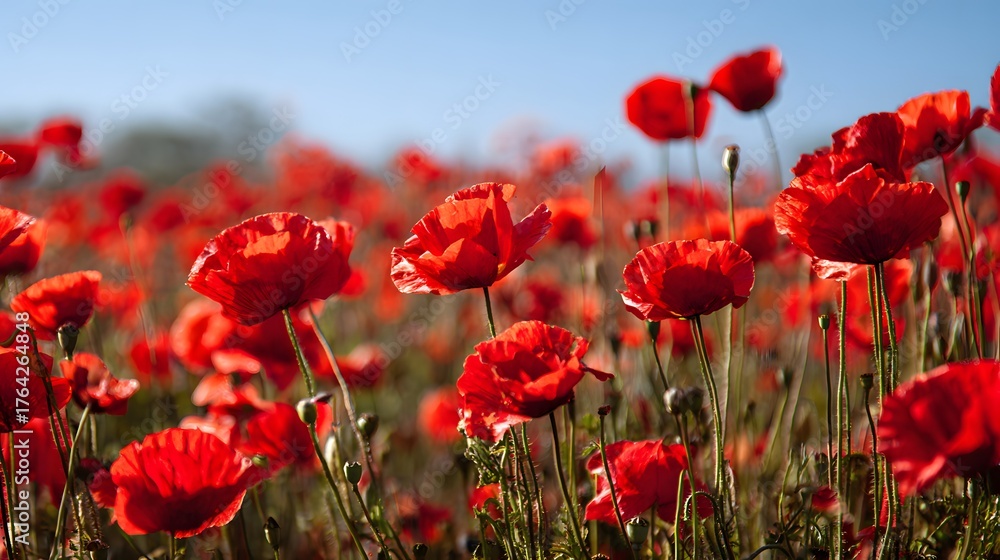 Obraz premium Vibrant field of crimson blossoms stretches toward a clear blue sky