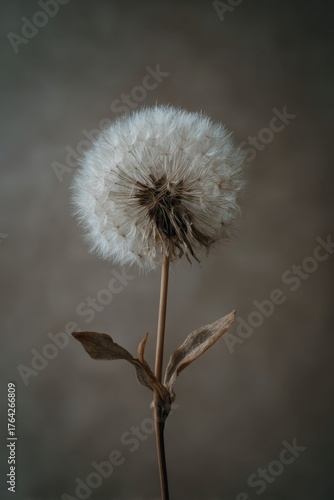 Wallpaper Mural simple_background, monochrome, flower, no_humans, white dandelion_flower, plant, muted_color, still_life, light_brown_background --ar 2:3 --v 7 Job ID: 28ce94a7-402b-49e7-a176-d77f2f9bce1d Torontodigital.ca