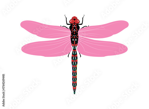 Colorful dragonfly with pink wings. Dragonfly, winged animal, fast flying, vector illustration.