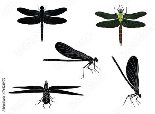Dragonfly. Dragonfly, winged animal, fast flying, vector illustration.
