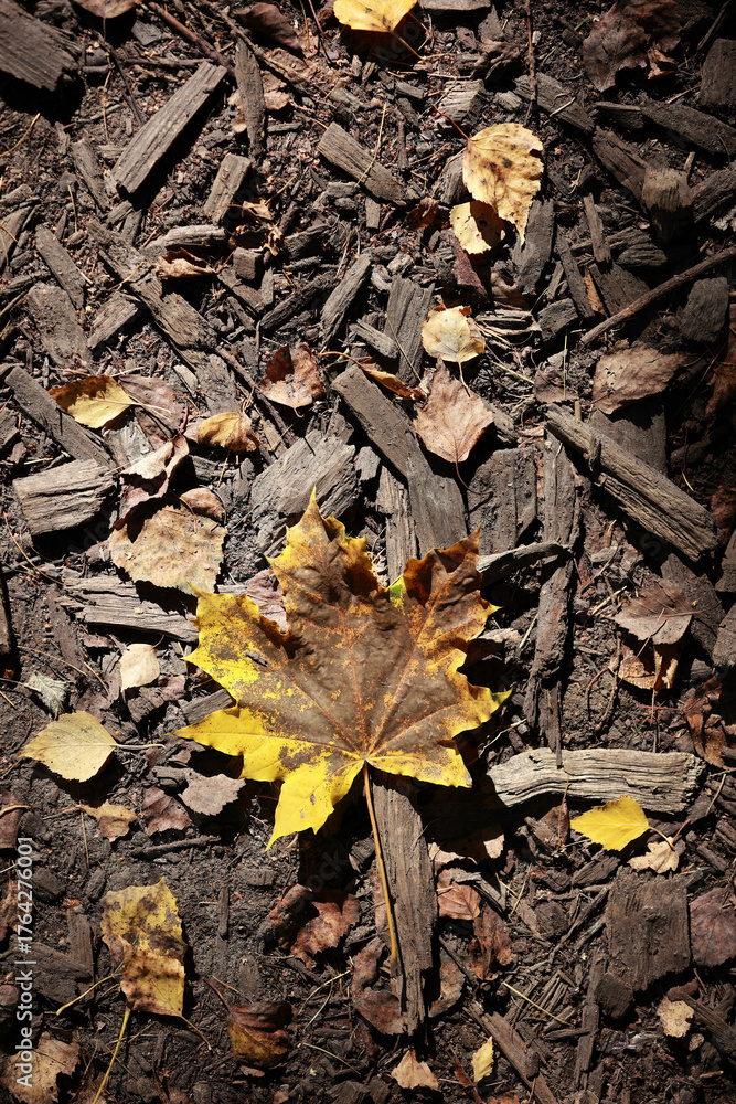 Fototapeta premium A Top-Down View Of A Fallen Yellow And Brown Maple Leaf Lying On A Dark Ground Covered With Wood Chips.
