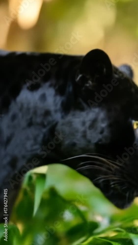 Close-up of a black panther