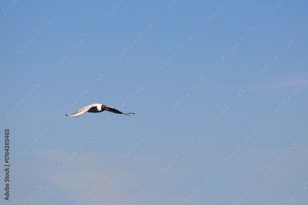 Obraz premium A Lone Black-Headed Gull In Flight Against A Vast, Clear Blue Sky, Symbolizing Freedom, Travel, And Solitude.