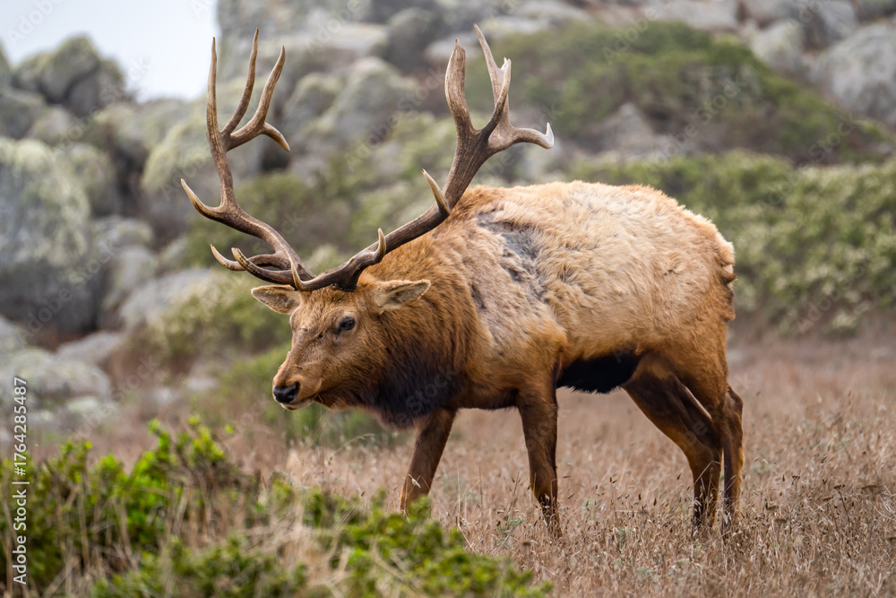 Fototapeta premium Tule Elk Grazing on the Tomales Point Trail, Point Reyes, California