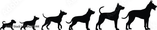 Dog growth silhouette illustration, puppy to adult stages, pet development vector, animal evolution graphic, canine size comparison chart, educational design, black dog outline sequence
