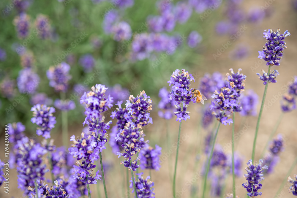 Naklejka premium Bee collecting nectar from lavender flowers in outdoor garden at Hokkaido, Japan