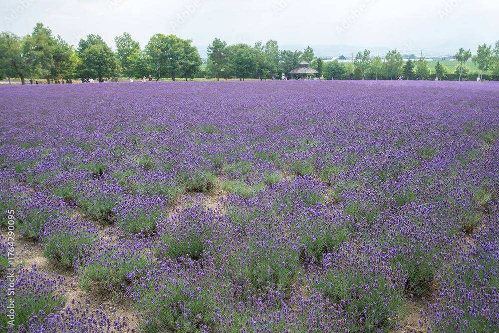 Fototapeta premium Lavender field blooming in rural landscape with trees and distant hills at Hokkaido, Japan