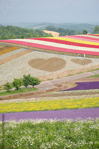Colorful flower fields with heart-shaped patterns in rural landscape at Hokkaido, Japan