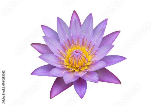 Beautiful water lily flower PNG illustration isolated on transparent background Floral design element for your projects